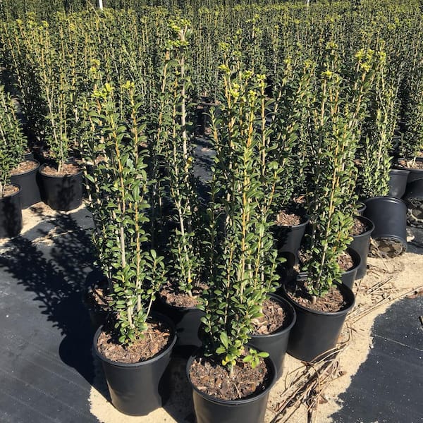 断捨離中　オリーブ38 3 Gal. Sky Pencil Japanese Holly Non Flowering Shrub I950G3 - The