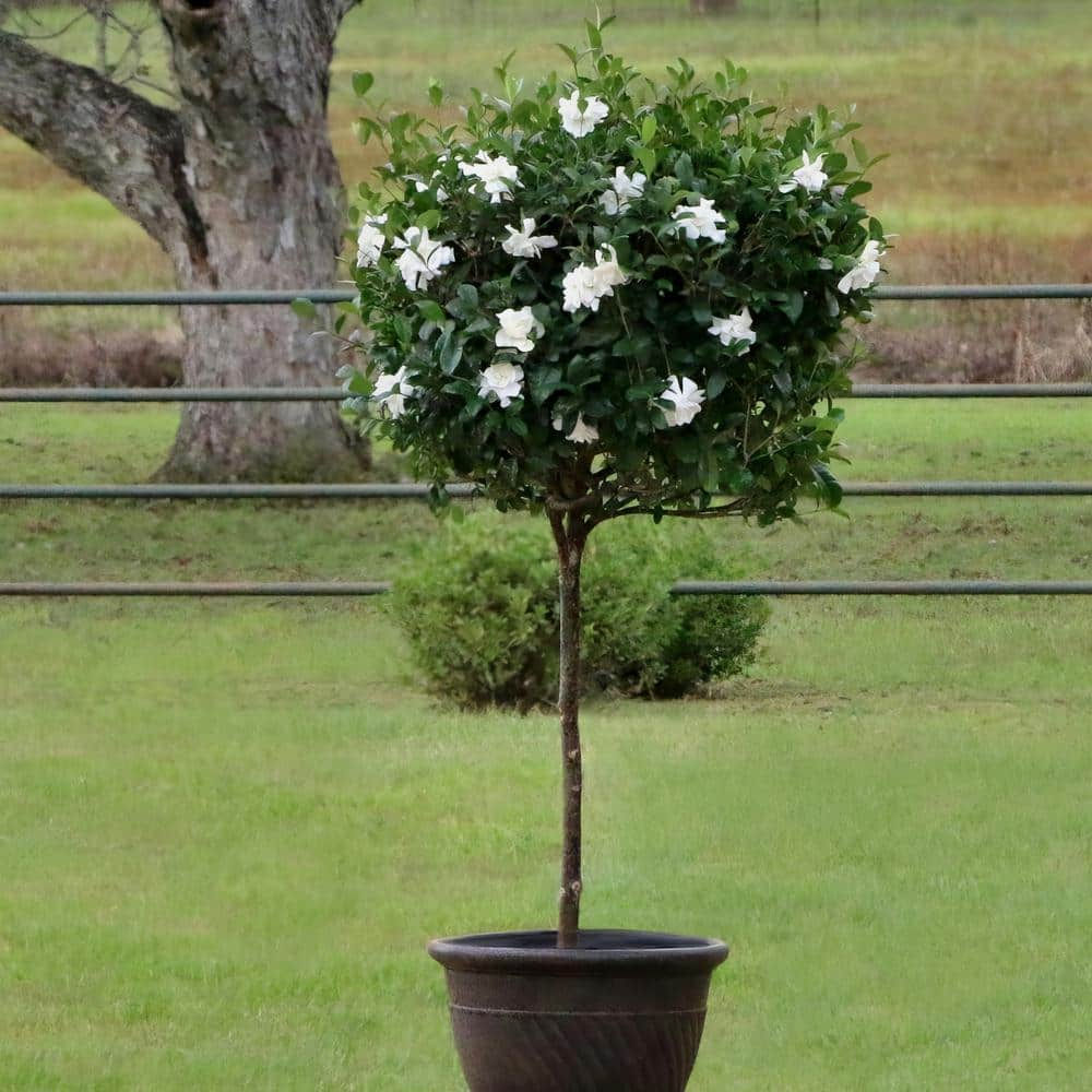 Reviews for national PLANT NETWORK 3 gal. Gardenia Aimee Tree | Pg 1 ...