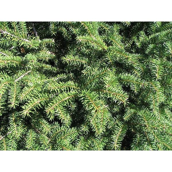 Online Orchards 1 Gal. Bird's Nest Norway Spruce Shrub Hardy Online Orchards 1 Gal. Bird's Nest Norway Spruce Shrub Hardy