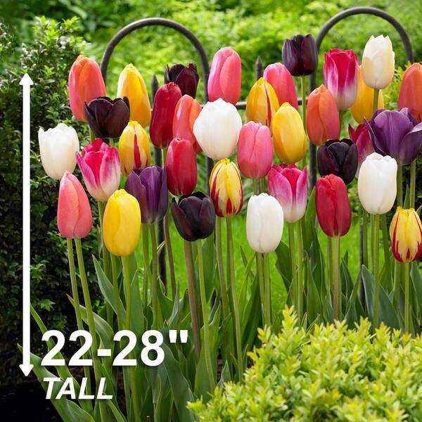 Garden State Bulb 12/+ cm Bright Sunshine Mix Single Late Tulip