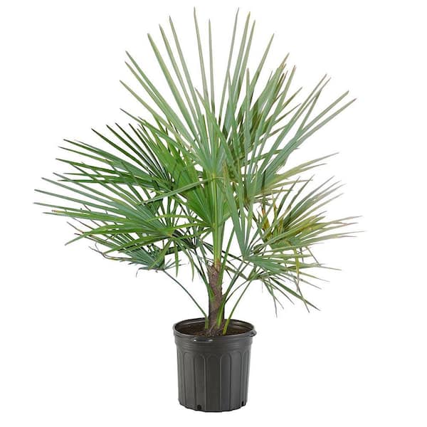 Unbranded 14 in. European Fan Palm Tree with Silvery-Green Foliage