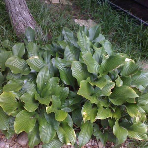 OnlinePlantCenter 1 Gal. Royal Standard Hosta Plant