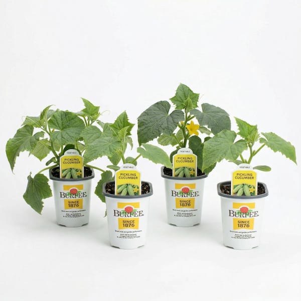 4.5 in. Pot Burpee Cucumber Pickling-Plant (4-Plants)