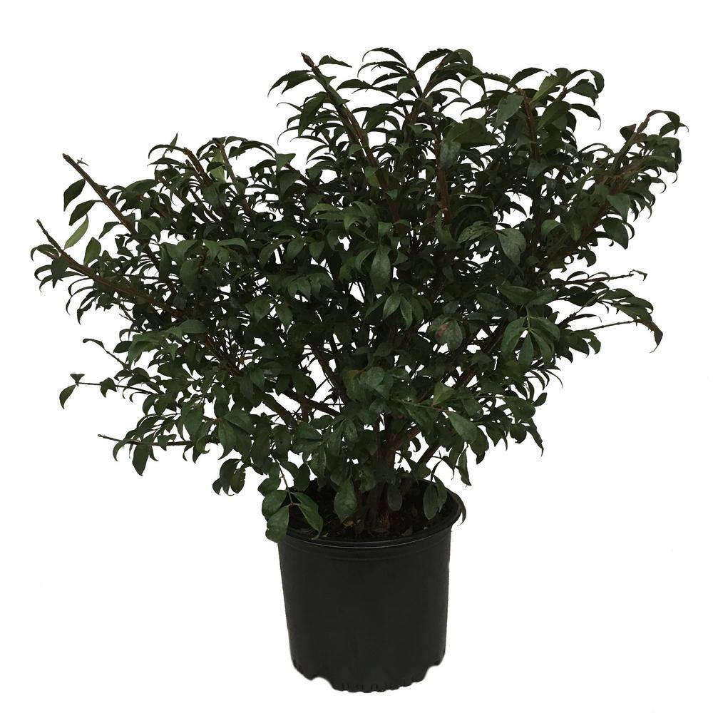 Burning Bush Plant (Euonymus Alatus Compactus)