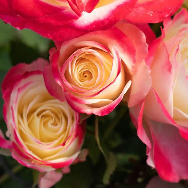 My Bouquet 2 Gal. White Lies Rose with Red/White-Eyed Flowers
