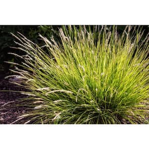 Online Orchards 1 Gal. Evergold Japanese Sedge Grass with Gold and