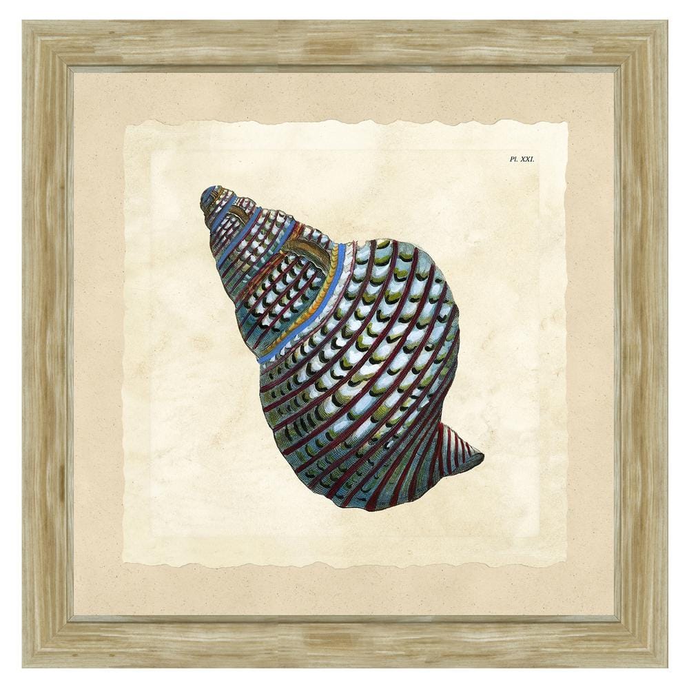 Coastal motifs - Tinted cantharus seashell Framed Archival Paper Wall Art (26 in. x 26 in. full size) product image for price tracking