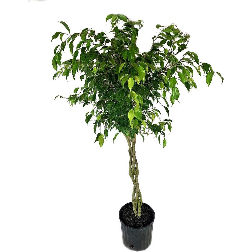 Large Green Braided Ficus Benjamina in Black Plastic Pot