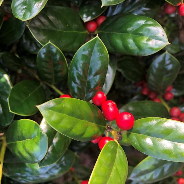 Ilex berries hot sale poisonous dogs