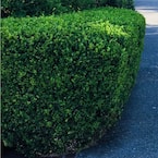 2.5 Gal - Green Velvet Boxwood Shrub (Buxus) with Cold-Hardy and Deer-Resistant Leaves