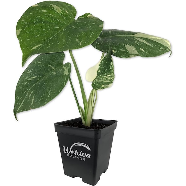 Thai Constellation Monstera-Live Plant in a 4 Inch Nursery Pot-Monstera deliciosa 'Thai Constellation'-Houseplant