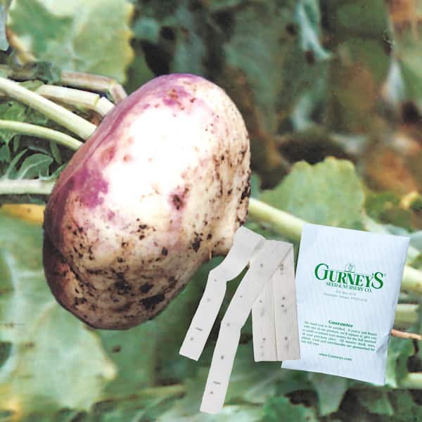Gurney's Turnip Purple Top White Globe 15 ft. Seed Tape