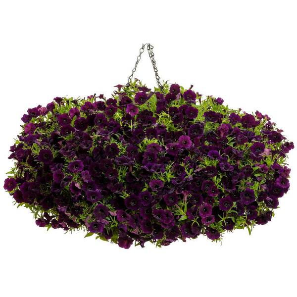 petunia-925orenge♡ SUPERTUNIA® Hoopla Vivid Orchid Petunia – Jardineries Botanix
