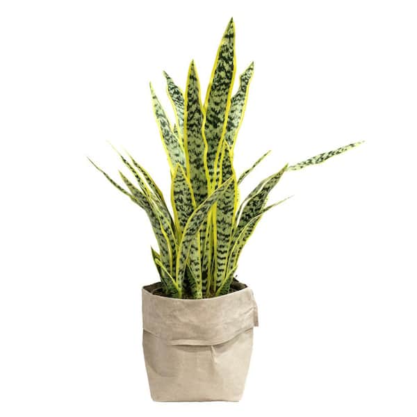 VINTAGE HOME 36 in. Tall Artificial Sansevieria Plant in Eco Planter