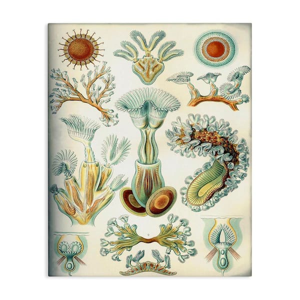 Stupell Industries Vintage Haeckel Sea Life by Graffi tee Studios Unframed Animal Graphic Art Print 20 in. x 16 in.