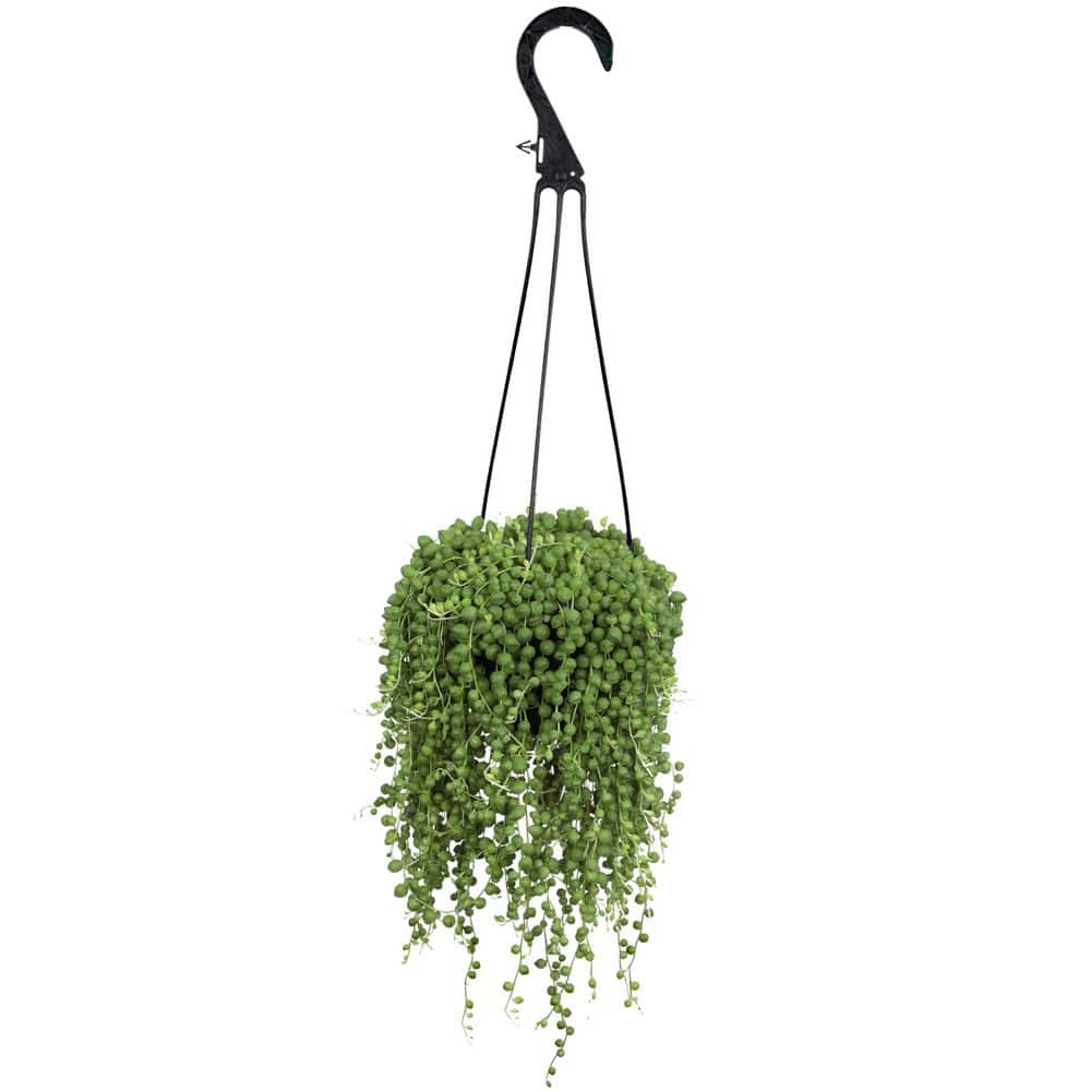 ALTMAN PLANTS String of Pearls Succulent, Senecio Rowleyanus Plant