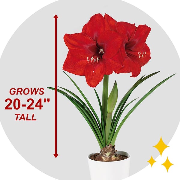 Online Floral Shop, Amaryllis & Tulips