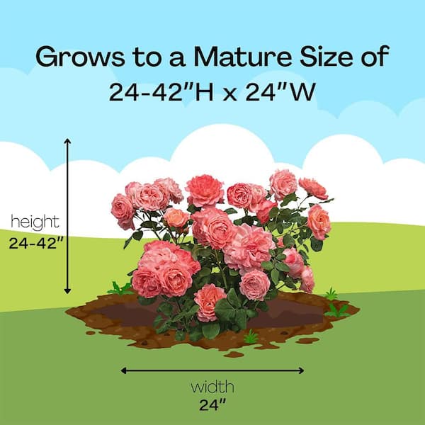 PROVEN WINNERS 2 Gal. Reminiscent Coral Rose with Deep Pink Coral