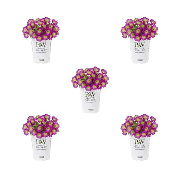 METROLINA GREENHOUSES 1.5 Pt. Petunia Supertunia Daybreak Charm Pink Bicolor Annual Plant (5-Pack)