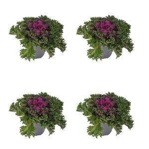 Annual Ornamental Kale Coral Queen Purple 2.5 qt. (4-Pack)