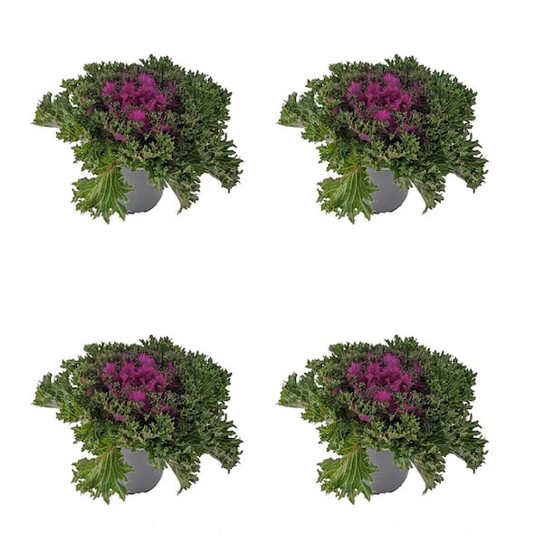 Unbranded Annual Ornamental Kale Coral Queen Purple 2.5 qt. (4-Pack)