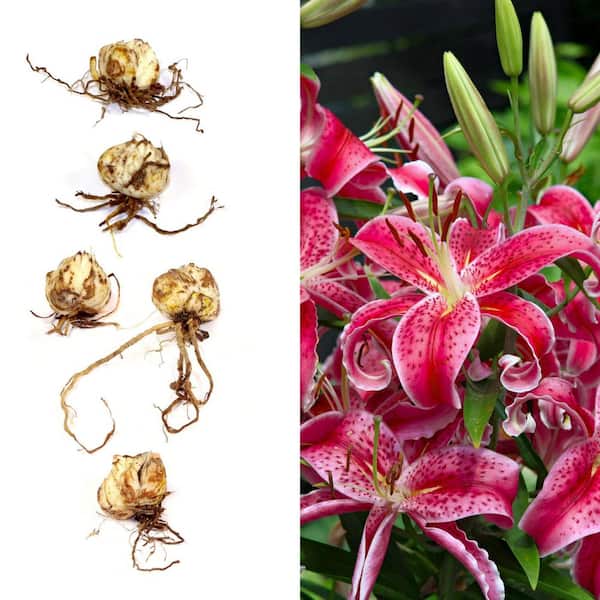 national PLANT NETWORK Lily Stargazer Mixed Bulbs (5-Pack) HD3430