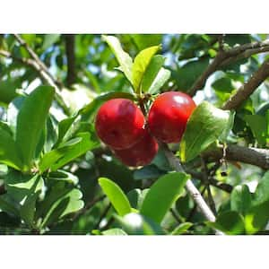 Barbados Cherry Tree-Live Tree in a 3 Gallon Pot-Edible Fruit Bearing Tree for The Patio and Garden