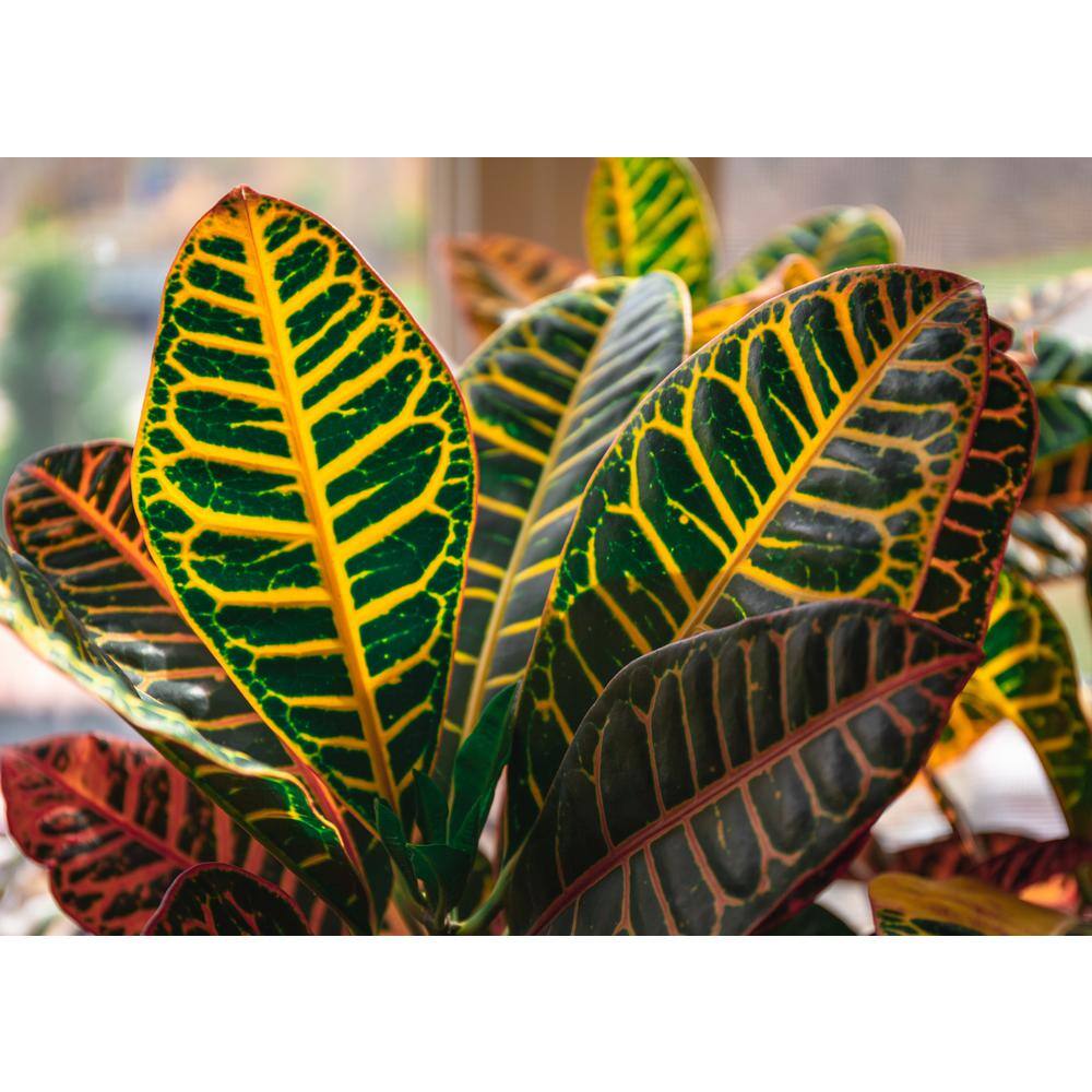 6 in Croton Petra Ornamental Plant in Green Container - 2 Pack