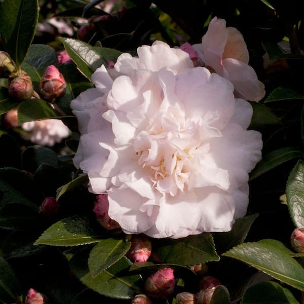 SOUTHERN LIVING 2.5 Qt. October Magic Dawn Camellia(sasanqua) - Live Evergreen Shrub with Pink Rose-form Blooms