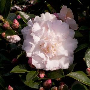 2.5 Qt. October Magic Dawn Camellia(sasanqua) - Live Evergreen Shrub with Pink Rose-form Blooms