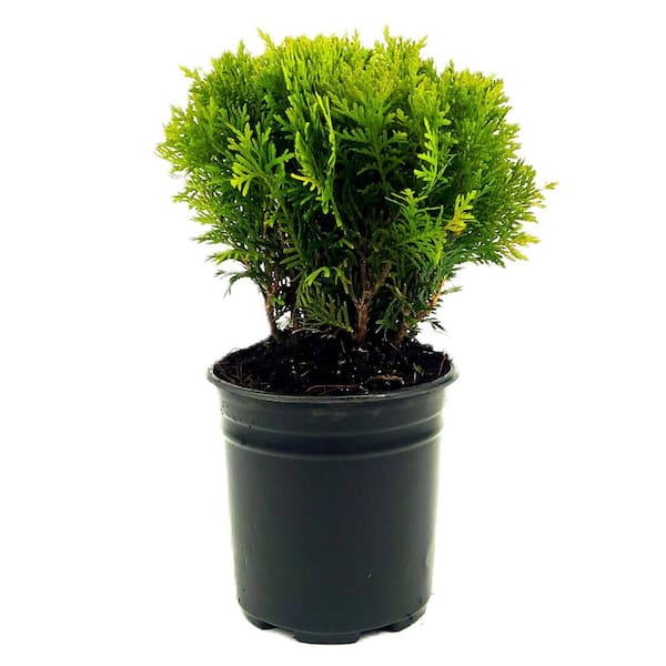 2.5 qt. Danica Globe Arborvitae (Thuja o. 'Danica') Dwarf Live