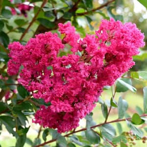 2.5 Gal. Miami Crape Myrtle Tree with Pink Blooms and Green Foliage