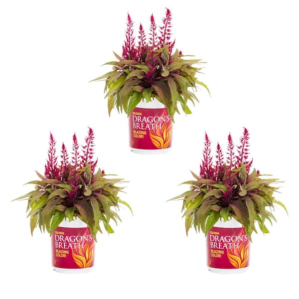 DRAGON'S BREATH 2 Qt. Red Celosia Dragon's Breath Annual Plant (3Pack
