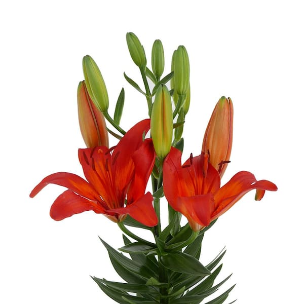 2.5 Qt. Perennial Asiatic Lily Orange (4-Pack) 1434 - The Home Depot