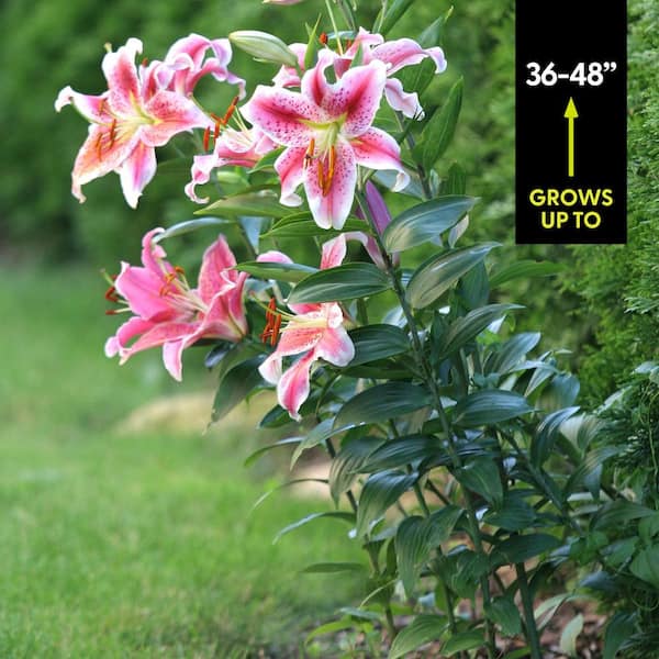 VAN ZYVERDEN Lilies Oriental Stargazer Bulbs (Pack of 7) 11351