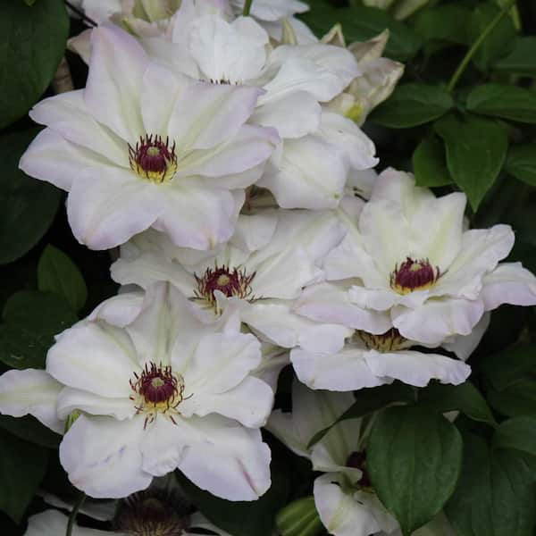 Ibi White Flowering Clematis Vine Dormant Bare Root Perennial Starter Plant (1-Pack)