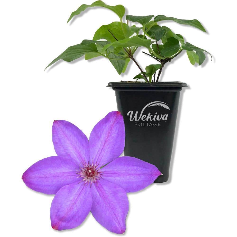 wekiva-foliage-perennials-