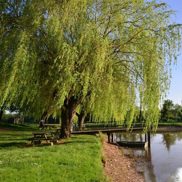 Unbranded 5 Gal. Weeping Willow Shade Tree