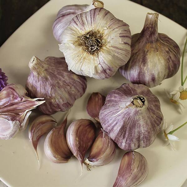 VAN ZYVERDEN Garlic Standard Purple Strip Chesnok Red Set of 3 Cloves