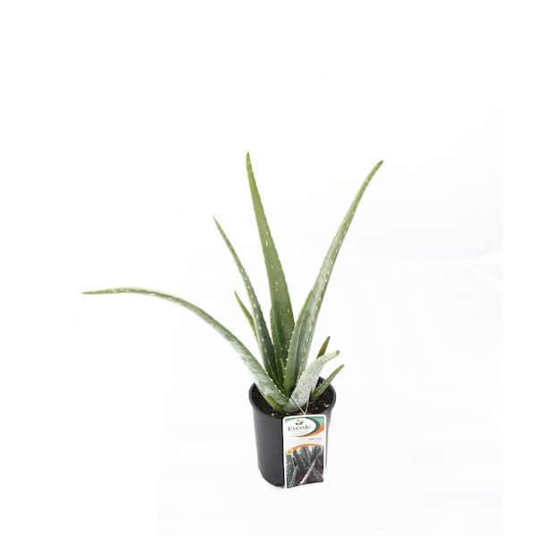 EVERDE GROWERS 2.5 Qt. Aloe Vera - Succulent
