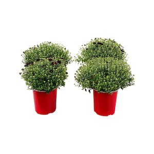 2.5 Qt. Mum Chrysanthemum Plant Red Flowers in 6.33 In. Grower's Pot (4-Plants)
