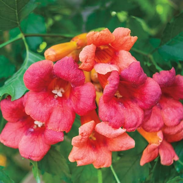 Spring Hill Nurseries Flamenco Trumpet Vine Dormant Bare Root Flowering Starter Plant (1-Pack)