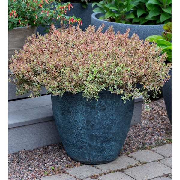 SOUTHERN LIVING 2 Gal. Suntastic Pink Abelia with Petite White
