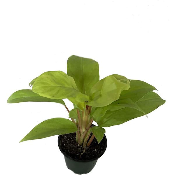 Wekiva Foliage Philodendron Lemon Lime-Live Plant in a 4 Inch Growers Pot- Philodendron Hederaceum Lemon Lime-Houseplant PhiloLemLim4x1 - The Home  Depot