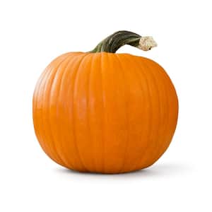 Live Jack-O-Lantern Pumpkin Freshly Harvested for Carving (Medium 20 lbs. Size)