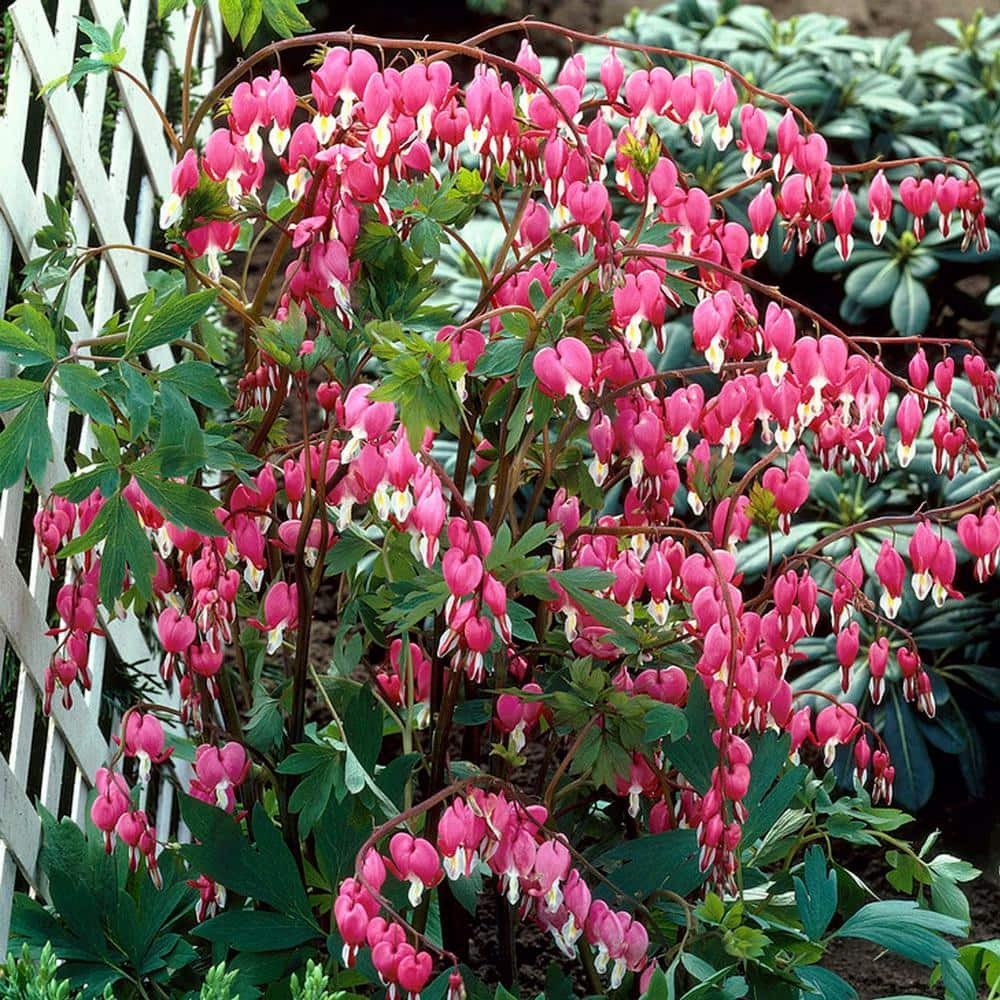 鉢・プランター earnest hearts plants 3rd volt type-RE VAN ZYVERDEN Bleeding Hearts 1 Root 83616 - The Home Depot