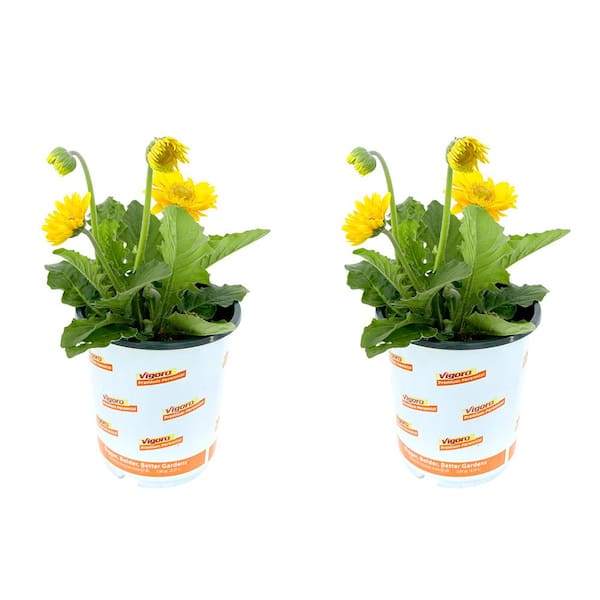 Vigoro 2.5 qt. Gerbera Garvinea Perennial Plant with Yellow Flowers (2-Pack)