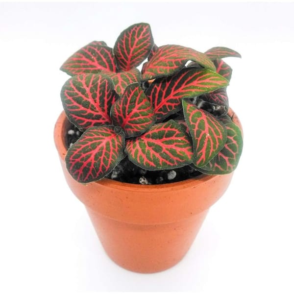 Wekiva Foliage Red Fittonia Nerve Plant-Live Plants in a 3 Inch Growers Pot-Fittonia Albivenis-Tropical Beauty Mosaic Foliage