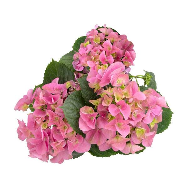 ALTMAN PLANTS 1 Gal. Assorted Flowering Hydrangea Shrub Plant