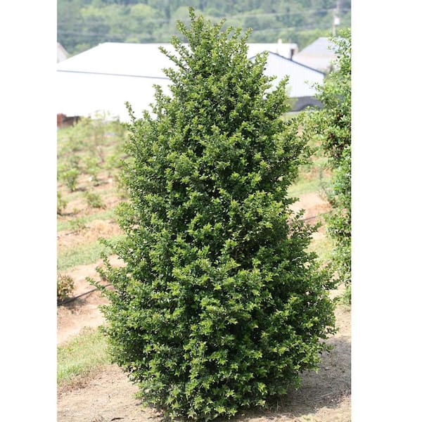 1 Gal. Red Beauty Holly Shrub Symmetrical Grower with Rich Glossy Leaves and Abundant Bright Red Berries